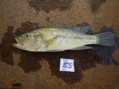 Serranochromis robustus