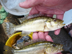 Serranochromis robustus
