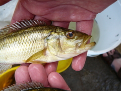 Serranochromis robustus