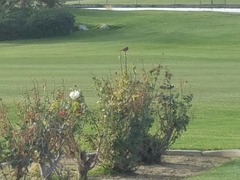 Pyrocephalus rubinus