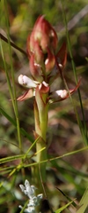 Satyrium cristatum cristatum