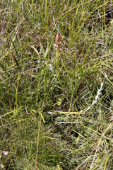 Satyrium cristatum cristatum