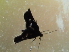 Hyperskeles choreutidea