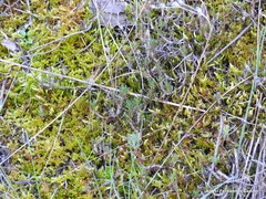 Petrosedum amplexicaule