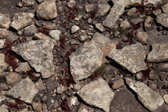Crassula peploides