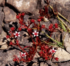 Crassula peploides