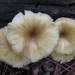 Gerronema strombodes - Photo (c) d w borland,  זכויות יוצרים חלקיות (CC BY-NC), הועלה על ידי d w borland