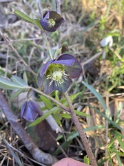 Helleborus atrorubens