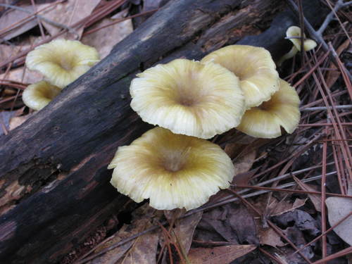 golden-gilled gerronema