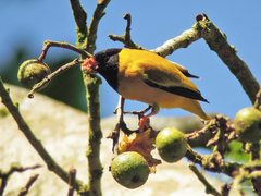 Linurgus olivaceus