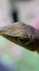 Anolis cyanostictus
