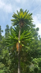 Clavija domingensis