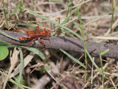 Tachypompilus mendozae