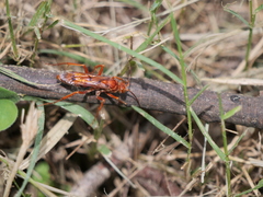 Tachypompilus mendozae