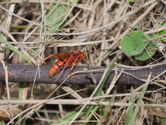 Tachypompilus mendozae