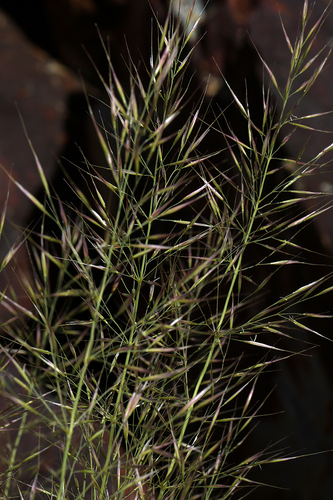 Eriocoma parishii (Vasey) Romasch.