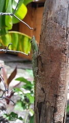 Anolis ignigularis