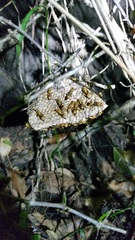 Mischocyttarus mexicanus