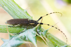 Agapanthia annularis