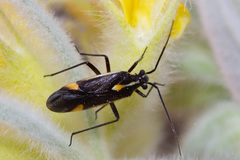 Capsodes sulcatus