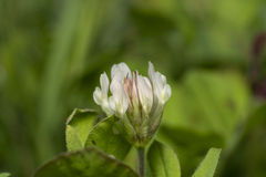 Trifolium clypeatum