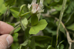 Trifolium clypeatum