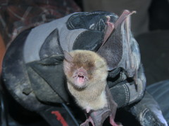 Pteronotus mesoamericanus