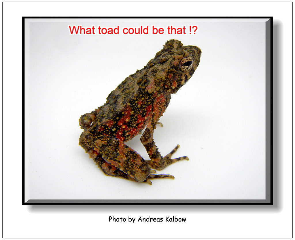 Sambas Stream Toad