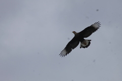 Caracara plancus