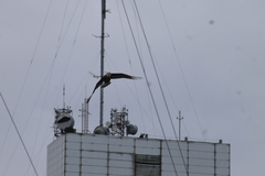Caracara plancus