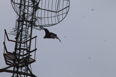 Caracara plancus