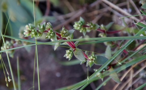 Crassula obovata