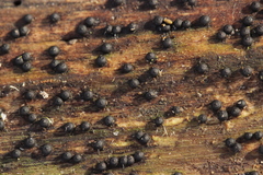 Rosellinia britannica