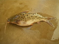 Synodontis njassae