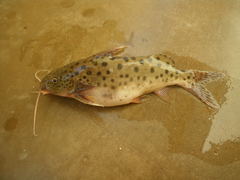 Synodontis njassae
