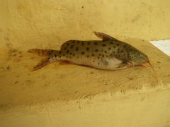 Synodontis njassae
