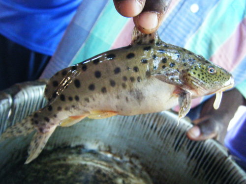 Malawi catfish (Synodontis njassae) — Mochokidae — 2