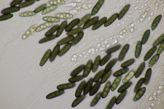 Rosellinia britannica