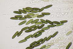 Rosellinia britannica