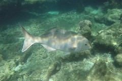 Kyphosus cornelii