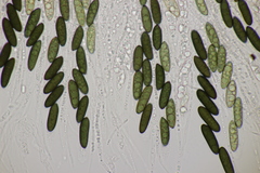 Rosellinia britannica