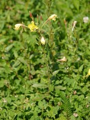 Oenothera × fallax