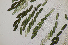 Rosellinia britannica