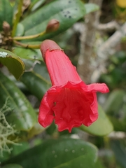 Tabebuia rigida