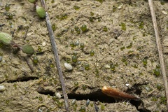 Botrydium