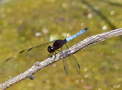 Erythrodiplax connata