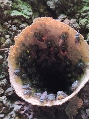 Scaptotrigona bipunctata