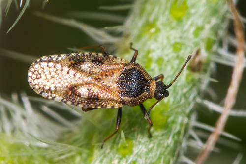 Margoji sietblakė nuotrauka