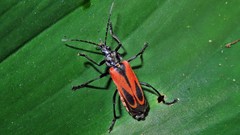 Psilorrhynchus abdominalis