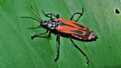 Psilorrhynchus abdominalis